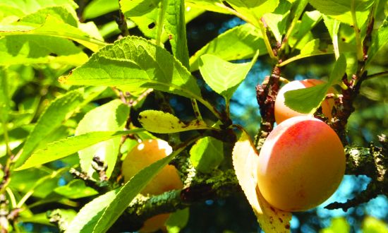 Les mirabelles